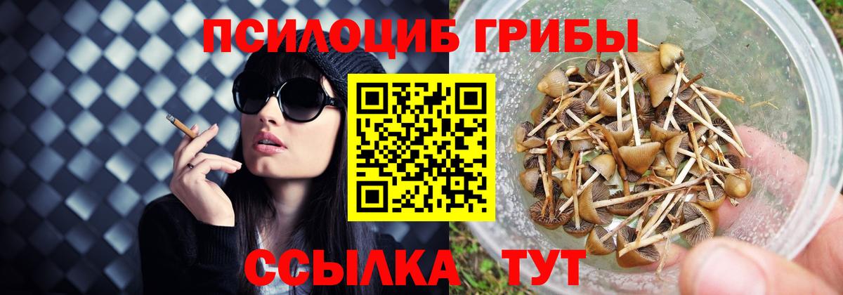 Тимашёвск  Псилоцибиновые грибы MAGIC MUSHROOMS  что такое наркотик  Вход с VPN  Галлюциногенные грибы Psilocybine cubensis 